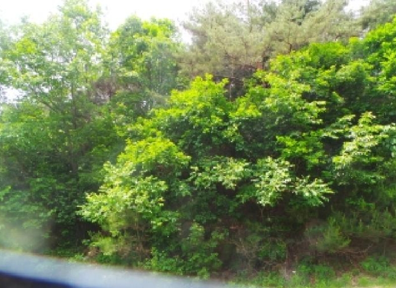 강원특별자치도 화천군 사내면 사창리 산119 임야 경매 사진 22