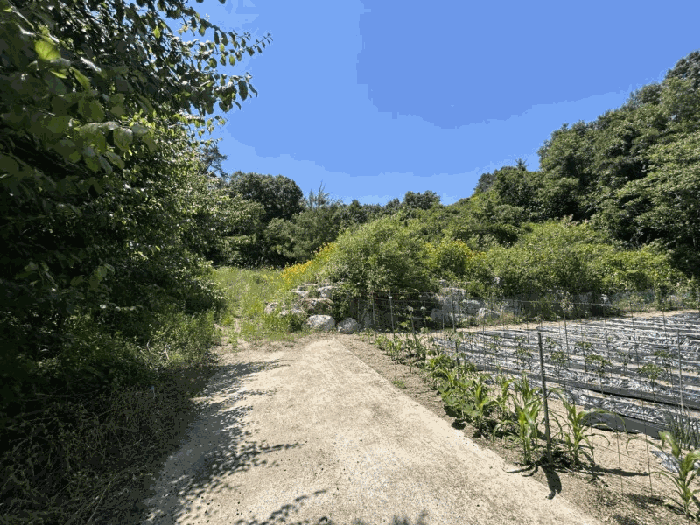 충청북도 영동군 심천면 고당리 380-4 외 2필지 전 경매 사진 12
