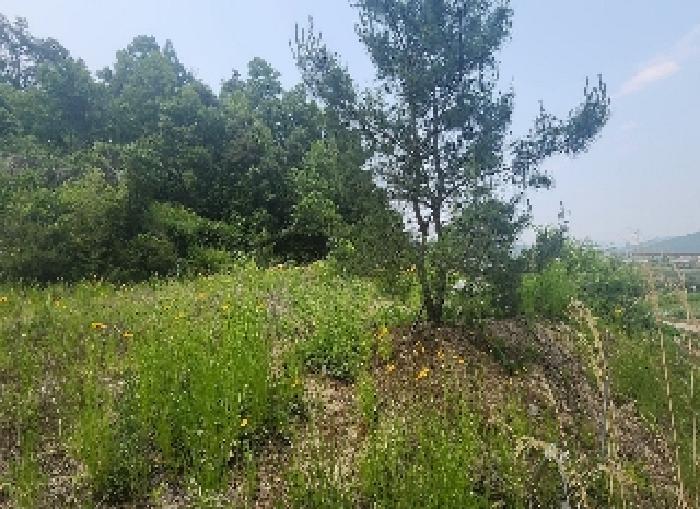 충청북도 영동군 심천면 고당리 380-4 외 2필지 전 경매 사진 5