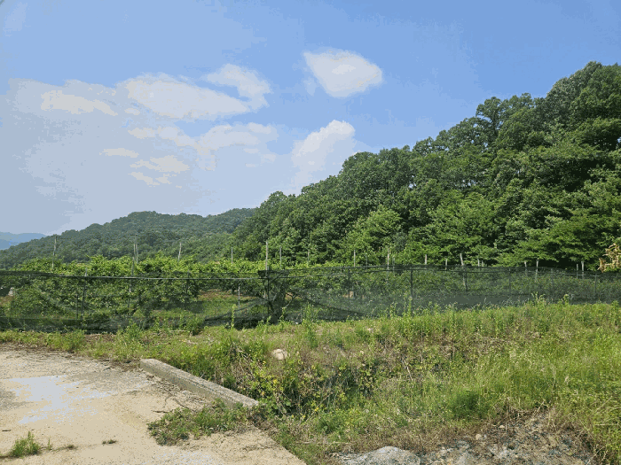 경상북도 김천시 감천면 무안리 538 답 경매 사진 3