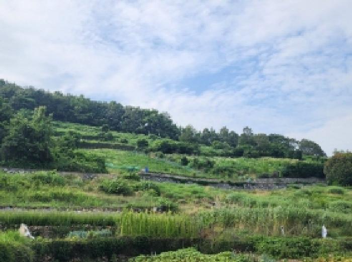 전라남도 여수시 화양면 서촌리 산228 임야 경매 사진 15