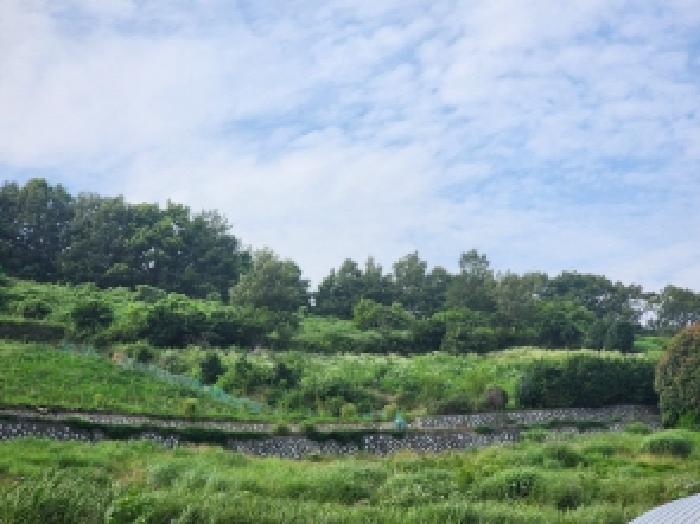 전라남도 여수시 화양면 서촌리 산228 임야 경매 사진 17