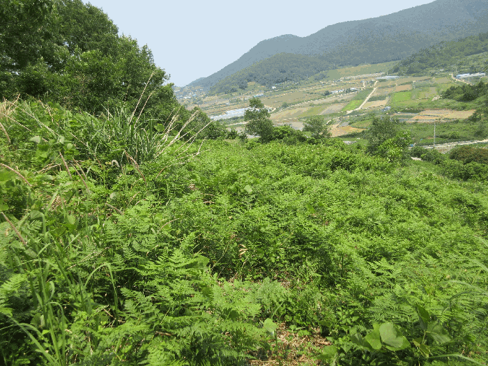 전라남도 여수시 화양면 서촌리 산228 임야 경매 사진 19