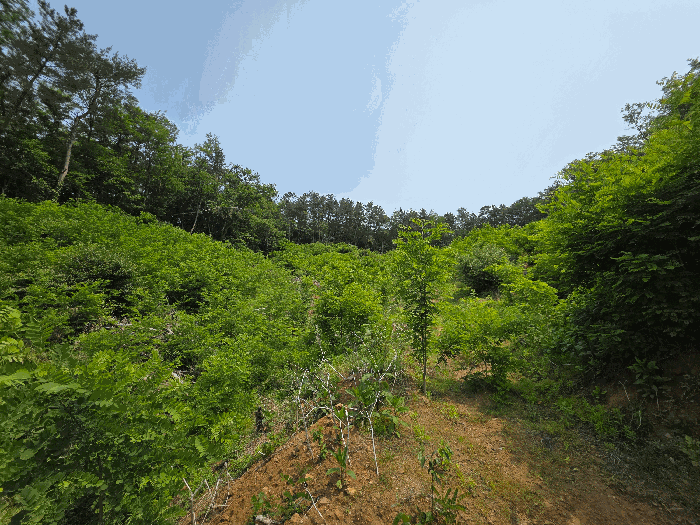충청북도 청주시 서원구 현도면 우록리 산30 임야 경매 사진 8