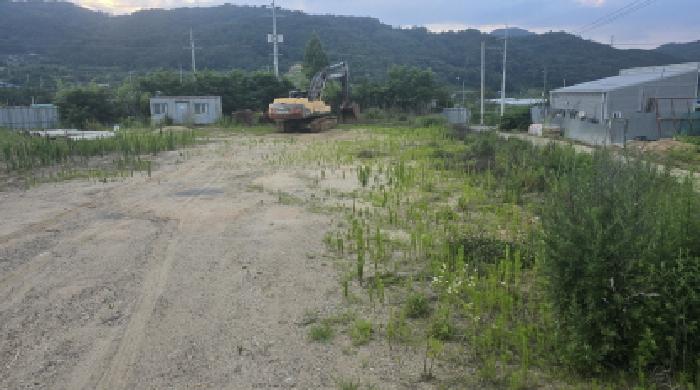 경상북도 칠곡군 기산면 영리 803-1 외 6필지 임야 경매 사진 2