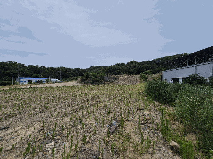경상북도 칠곡군 기산면 영리 803-1 외 6필지 임야 경매 사진 13
