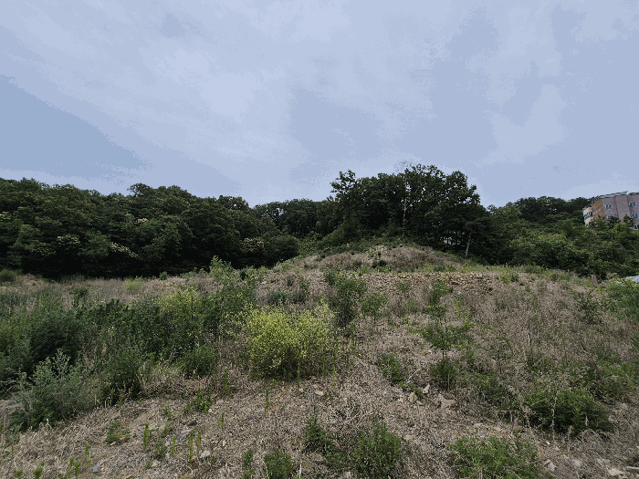 경상북도 칠곡군 기산면 영리 803-1 외 6필지 임야 경매 사진 14