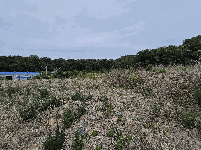 경상북도 칠곡군 기산면 영리 803-1 외 6필지 임야 경매 사진 9