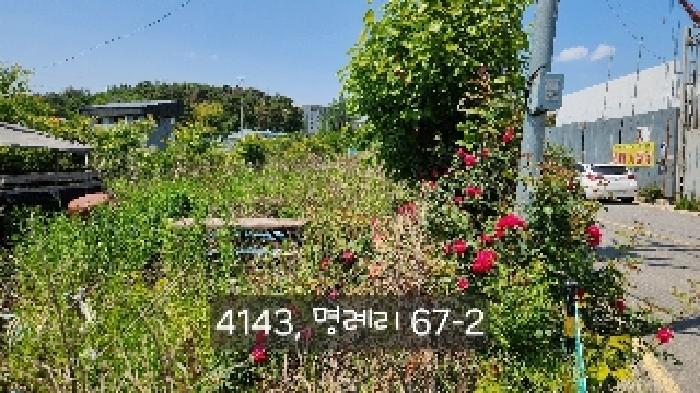부산광역시 기장군 장안읍 명례리 66-3 외 1필지 답 경매 사진 4
