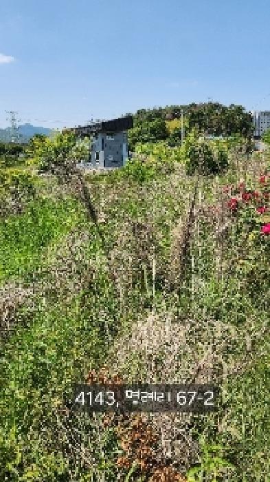 부산광역시 기장군 장안읍 명례리 66-3 외 1필지 답 경매 사진 5