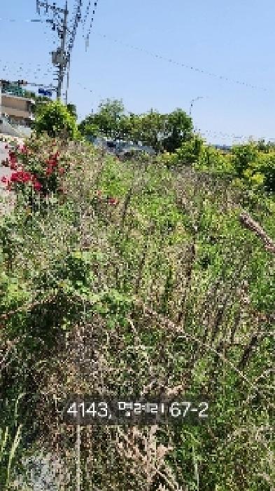 부산광역시 기장군 장안읍 명례리 66-3 외 1필지 답 경매 사진 6