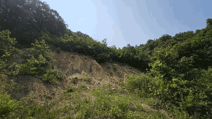 충청남도 금산군 제원면 천내리 196-7 외 3필지 임야 경매 사진 29