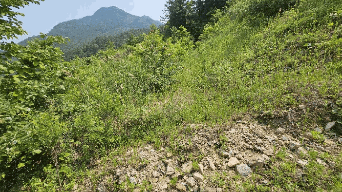 충청남도 금산군 제원면 천내리 196-7 외 3필지 임야 경매 사진 30
