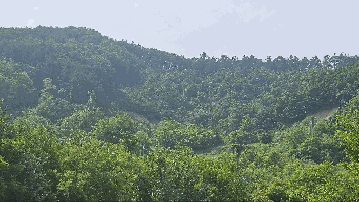 충청남도 금산군 제원면 천내리 196-7 외 3필지 임야 경매 사진 33