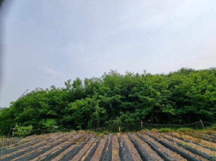 세종특별자치시 장군면 용암리 산107-16 외 12필지 임야 경매 사진 11