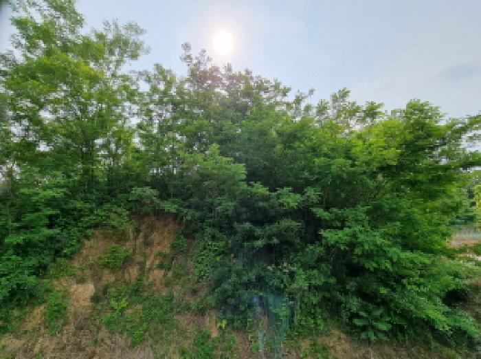 세종특별자치시 장군면 용암리 산107-16 외 12필지 임야 경매 사진 28