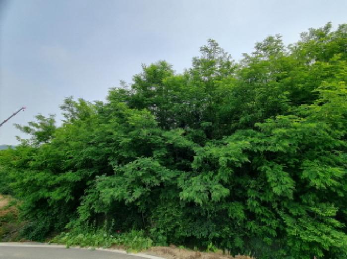 세종특별자치시 장군면 용암리 산107-16 외 12필지 임야 경매 사진 30