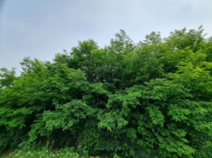 세종특별자치시 장군면 용암리 산107-16 외 12필지 임야 경매 사진 31