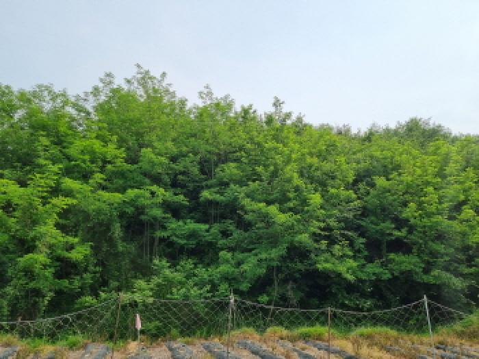세종특별자치시 장군면 용암리 산107-16 외 12필지 임야 경매 사진 35