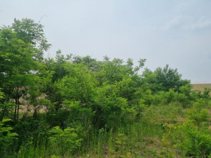 세종특별자치시 장군면 용암리 산107-16 외 12필지 임야 경매 사진 41