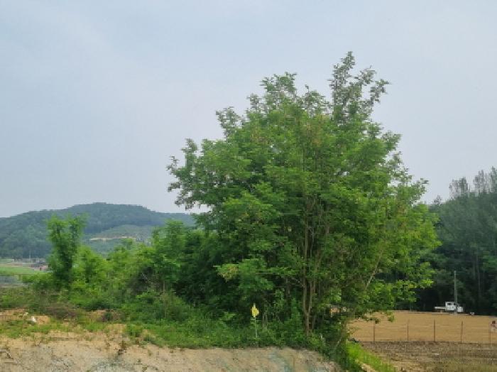 세종특별자치시 장군면 용암리 산107-16 외 12필지 임야 경매 사진 42