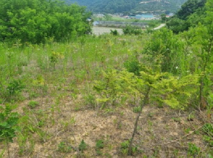 세종특별자치시 장군면 용암리 산107-16 외 12필지 임야 경매 사진 56