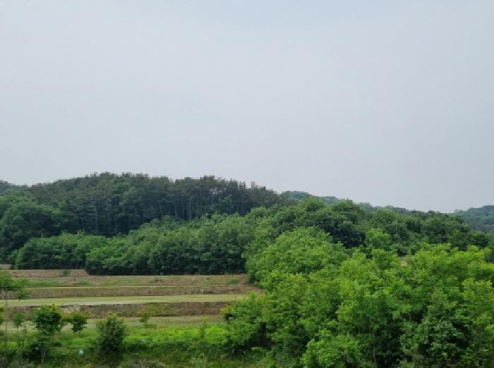 세종특별자치시 장군면 용암리 산107-16 외 12필지 임야 경매 사진 68