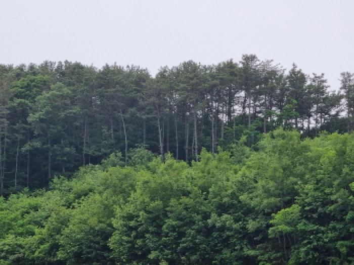세종특별자치시 장군면 용암리 산107-16 외 12필지 임야 경매 사진 71