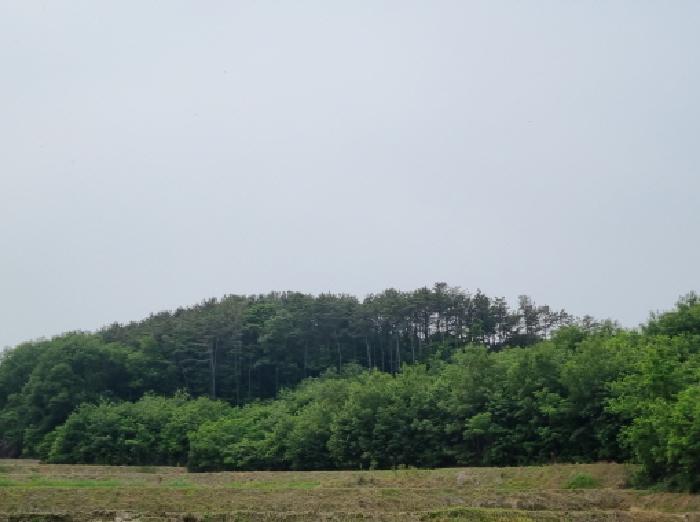 세종특별자치시 장군면 용암리 산107-16 외 12필지 임야 경매 사진 74