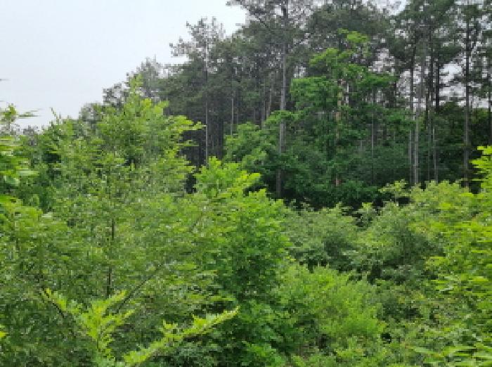 세종특별자치시 장군면 용암리 산107-16 외 12필지 임야 경매 사진 10