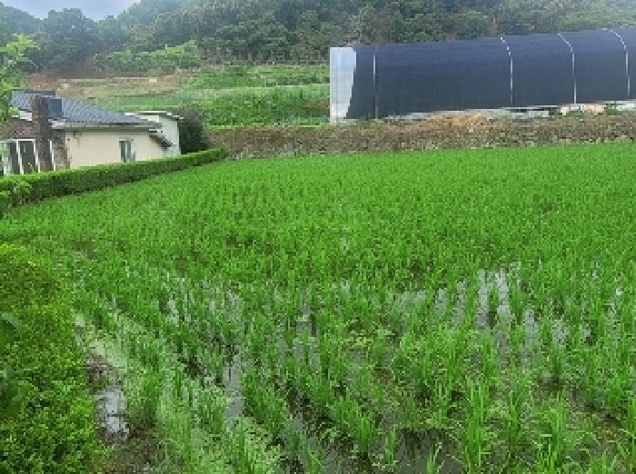 충청남도 공주시 정안면 태성리 129-1 외 6필지 답 경매 사진 2