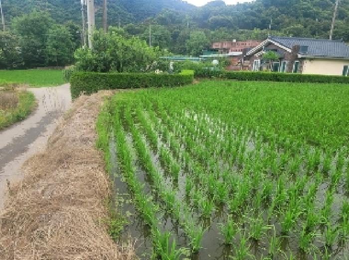 충청남도 공주시 정안면 태성리 129-1 외 6필지 답 경매 사진 6