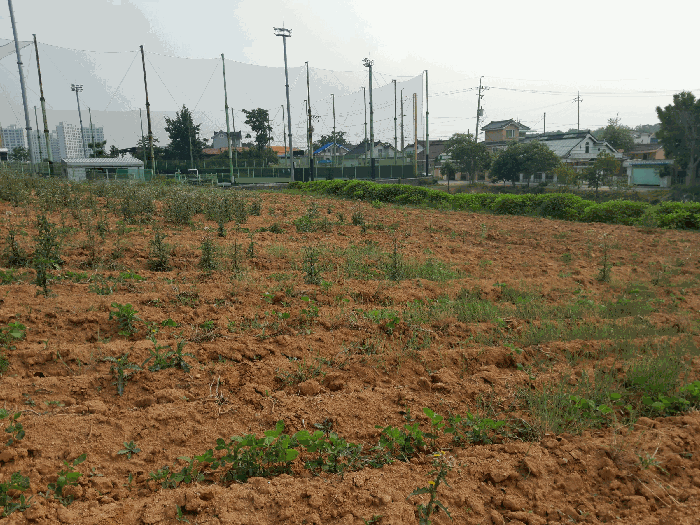 충청남도 당진시 합덕읍 운산리 1-49 외 2필지 학교용지 경매 사진 14