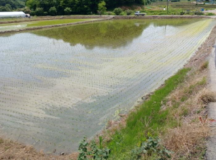 충청남도 서산시 성연면 예덕리 400-7 외 2필지 답 경매 사진 4
