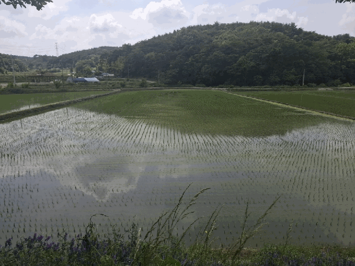 충청남도 서산시 성연면 예덕리 400-7 외 2필지 답 경매 사진 5