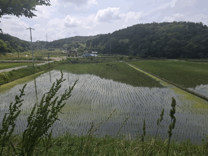 충청남도 서산시 성연면 예덕리 400-7 외 2필지 답 경매 사진 6