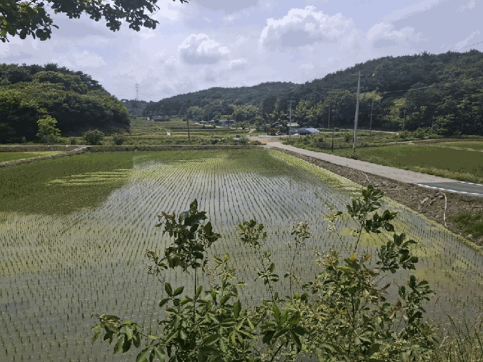 충청남도 서산시 성연면 예덕리 400-7 외 2필지 답 경매 사진 8