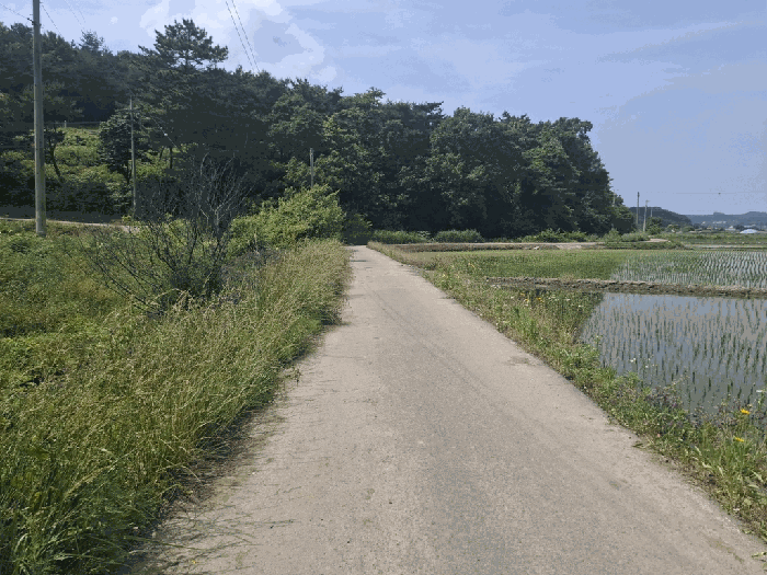 충청남도 서산시 성연면 예덕리 400-7 외 2필지 답 경매 사진 9