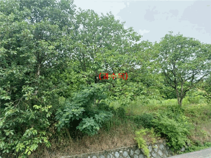 경상북도 김천시 개령면 덕촌리 264 전 경매 사진 19