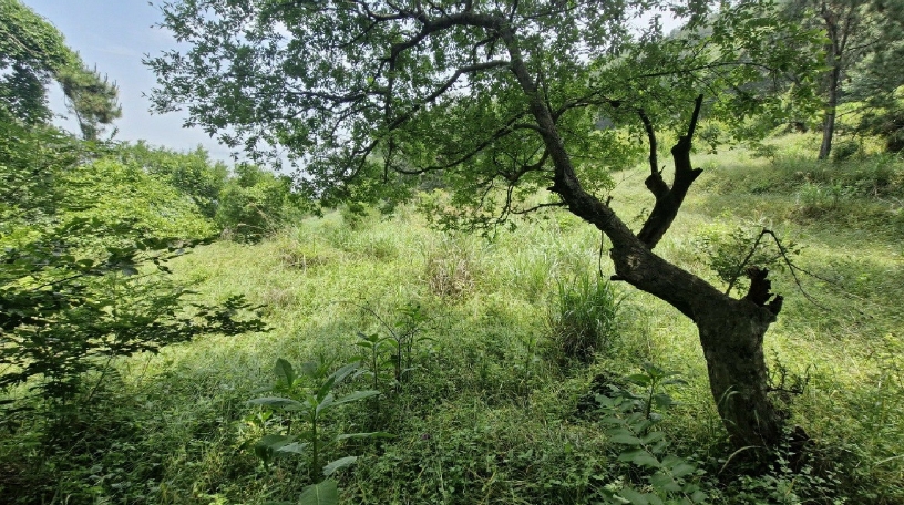 부산광역시 강서구 눌차동 389-1 전 경매 사진 2