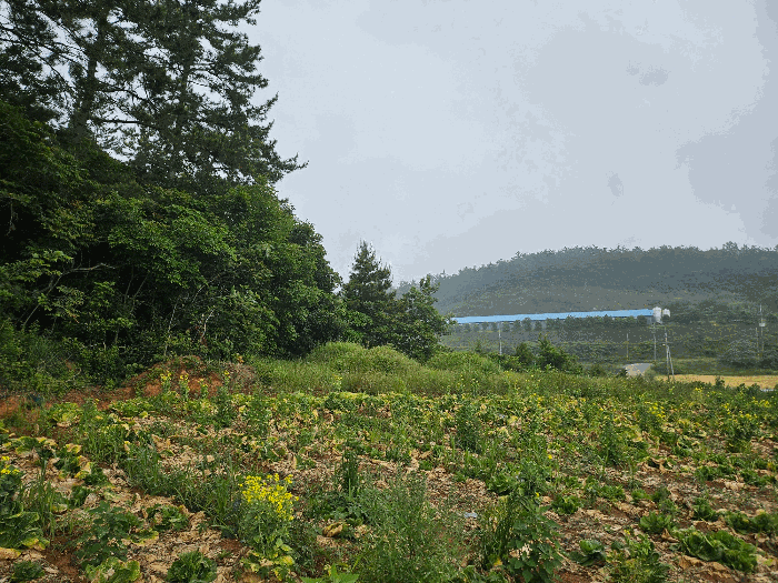 전라남도 해남군 문내면 충평리 88 임야 경매 사진 21