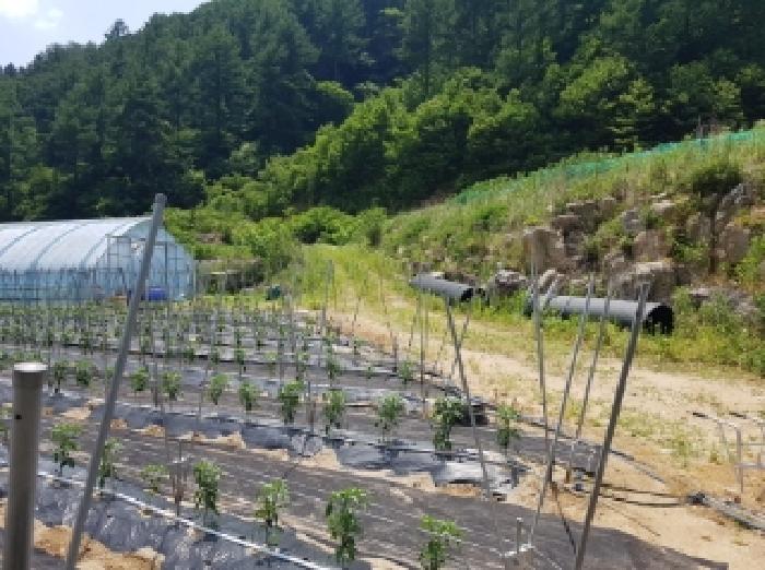 강원특별자치도 인제군 북면 용대리 1435 외 1필지 전 경매 사진 17