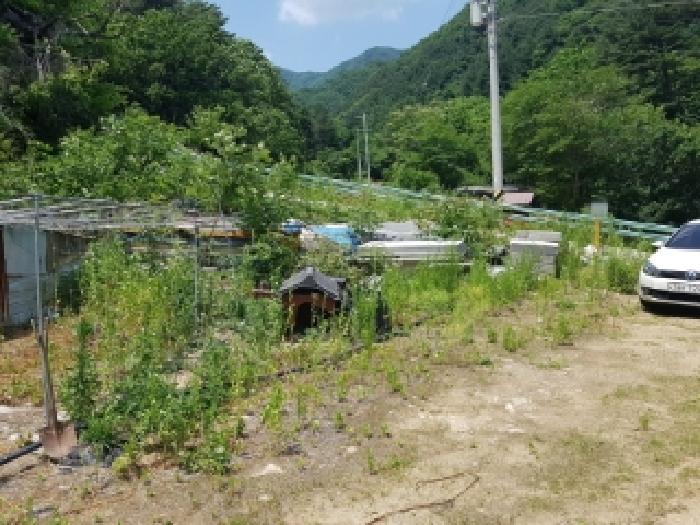 강원특별자치도 인제군 북면 용대리 1435 외 1필지 전 경매 사진 19