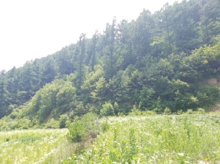 강원특별자치도 인제군 북면 용대리 1435 외 1필지 전 경매 사진 20
