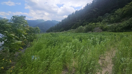 강원특별자치도 인제군 북면 용대리 1435 외 1필지 전 경매 사진 3