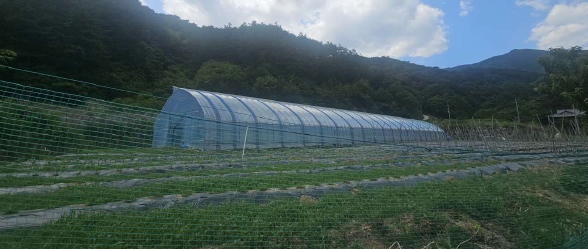 강원특별자치도 인제군 북면 용대리 1435 외 1필지 전 경매 사진 5