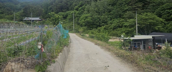 강원특별자치도 인제군 북면 용대리 1435 외 1필지 전 경매 사진 6