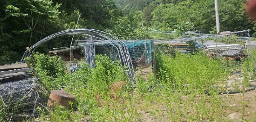 강원특별자치도 인제군 북면 용대리 1435 외 1필지 전 경매 사진 7