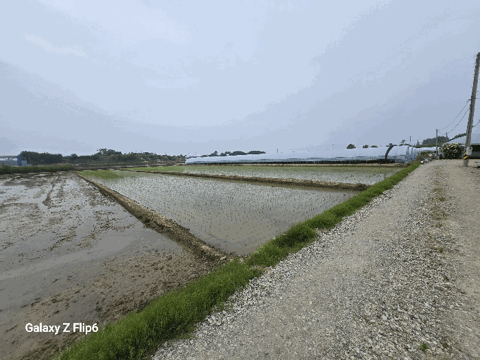 충청남도 논산시 광석면 천동리 499-6 답 경매 사진 2