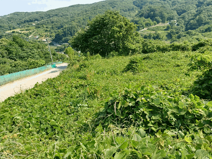 경상북도 경주시 양남면 신대리 산270 외 1필지 임야 경매 사진 4